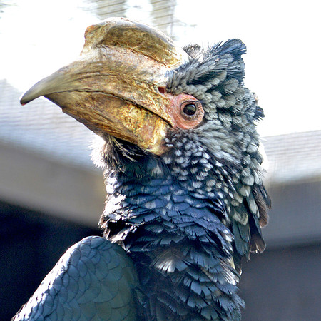 Silvery cheeked hornbill