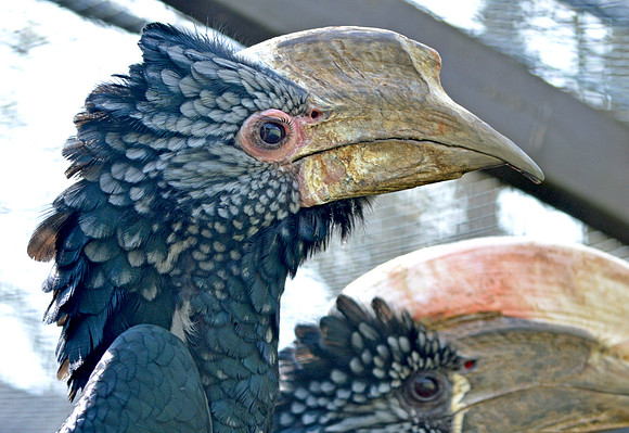 Silvery cheeked hornbill