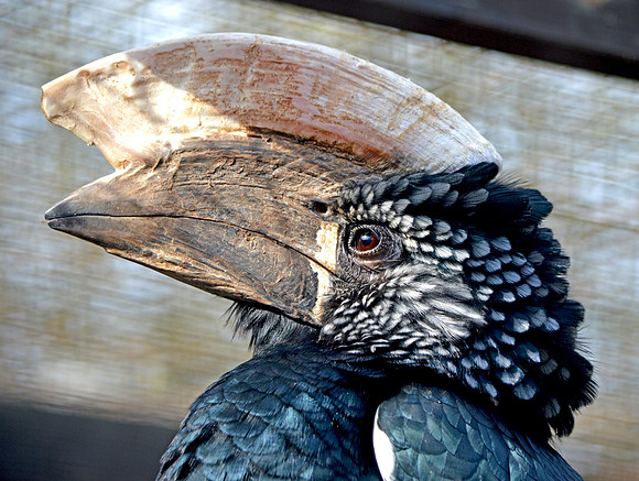 Silvery cheeked hornbill