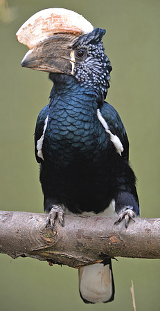 Silvery cheeked hornbill
