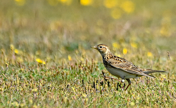 Skylark
