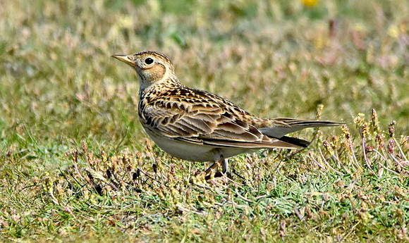 Skylark