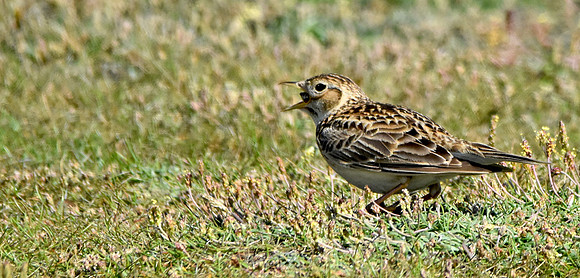 Skylark