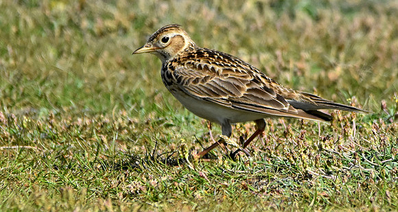 Skylark