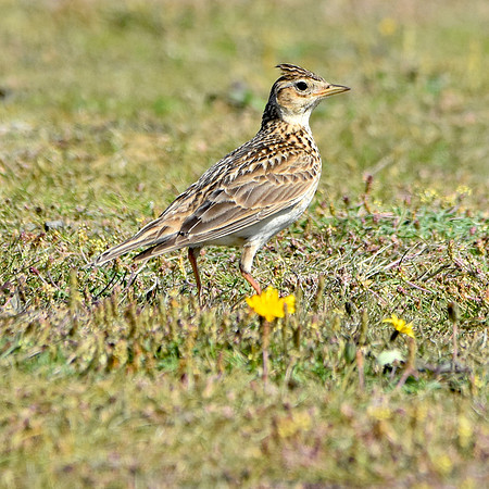 Skylark