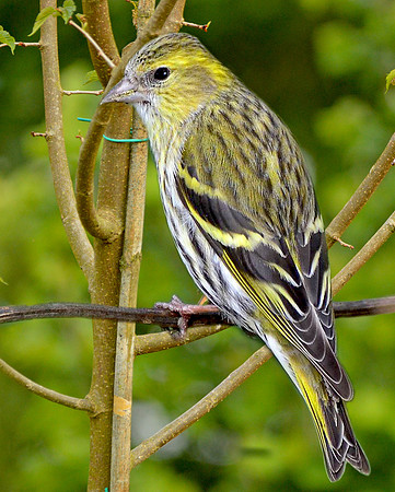 Eurasian Siskin