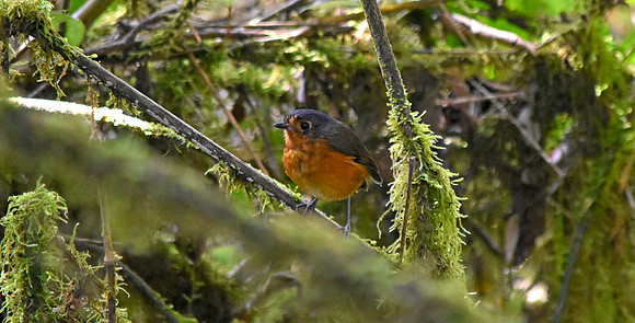 Slate crowned antpitta