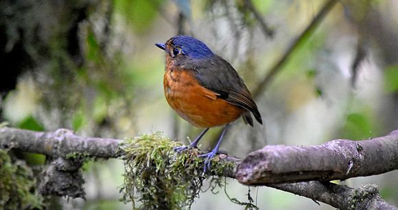 Slate crowned antpitta