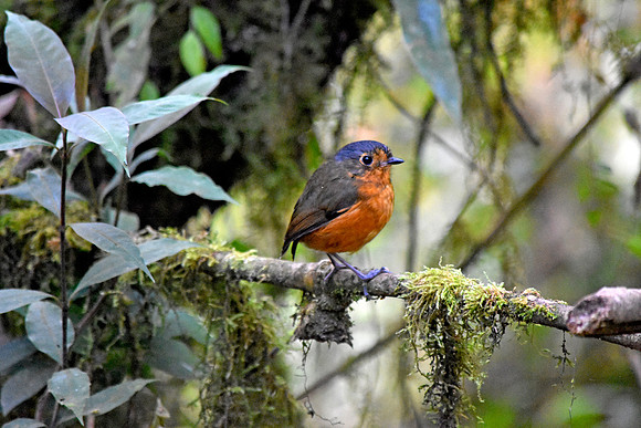 Slate crowned antpitta