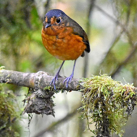 Slate crowned antpitta