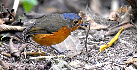 Slate crowned antpitta