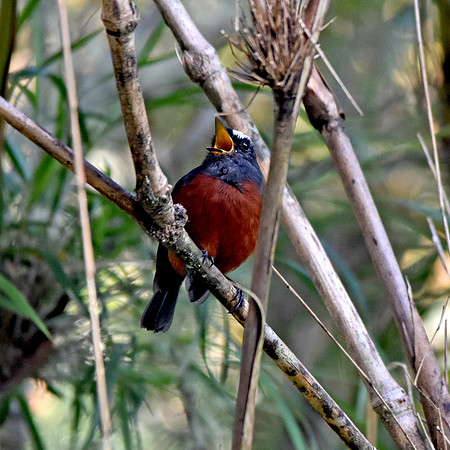 Slaty backed chat tyrant