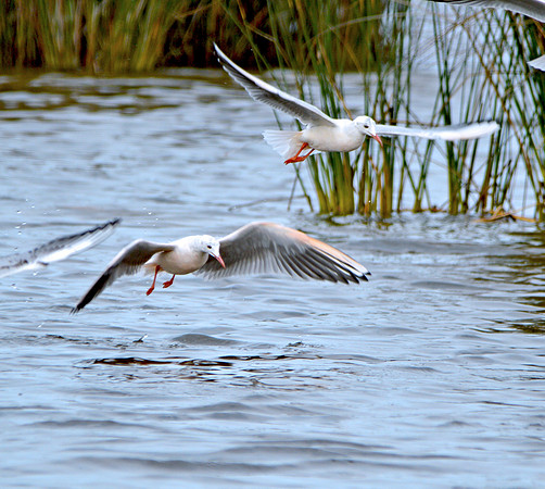 Slender billed gull