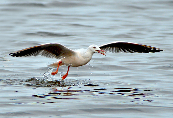 Slender billed gull