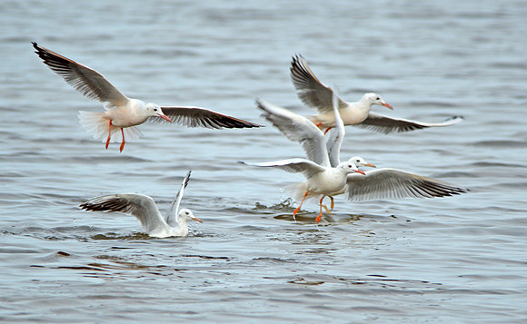 Slender billed gull
