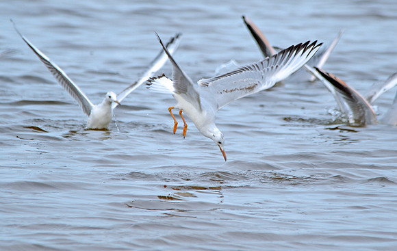 Slender billed gull