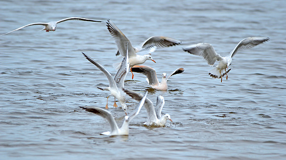 Slender billed gull