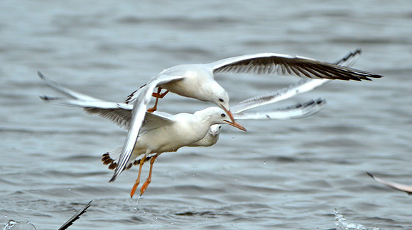 Slender billed gull