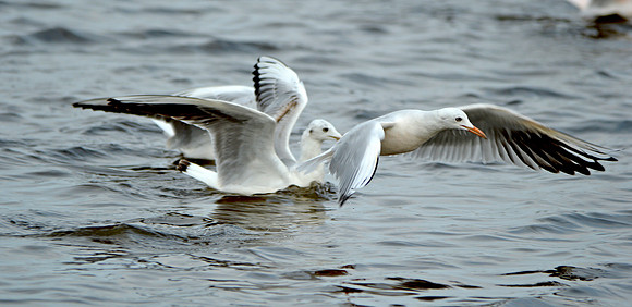 Slender billed gull