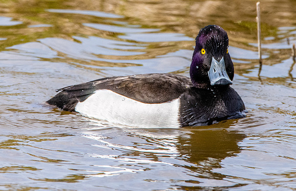 Tufted duck