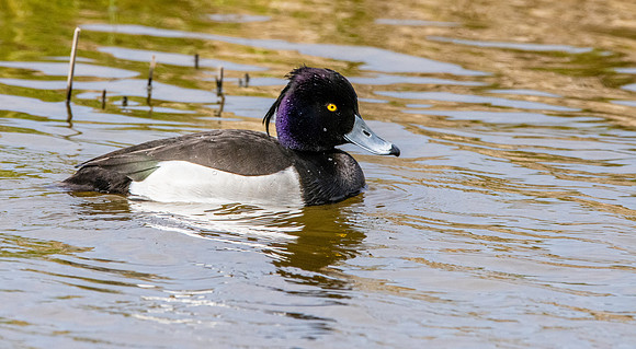 Tufted duck