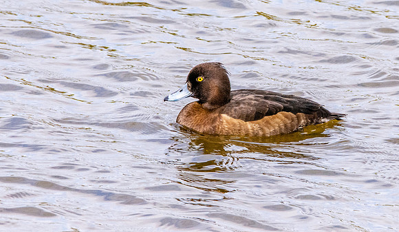 Tufted duck, female