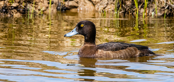 Tufted duck, female