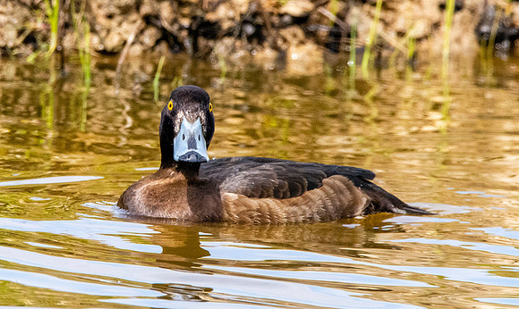 Tufted duck, female