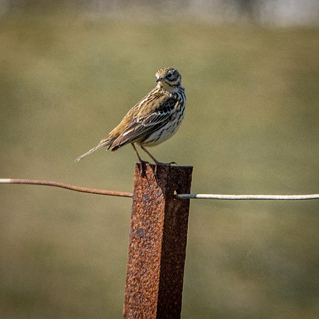 Water pipit