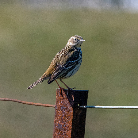 Water pipit