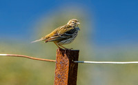 Water pipit