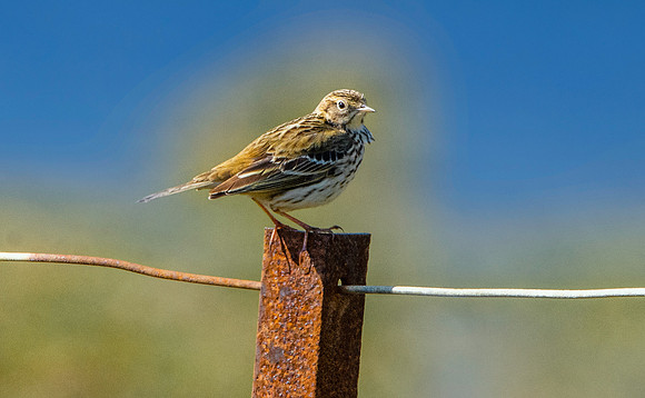 Water pipit