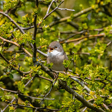 Whitethroat