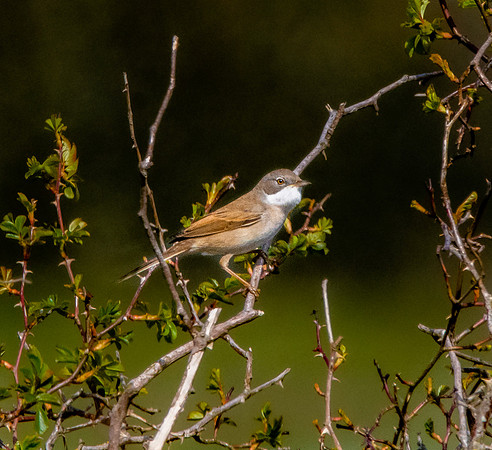 Whitethroat