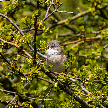 Whitethroat