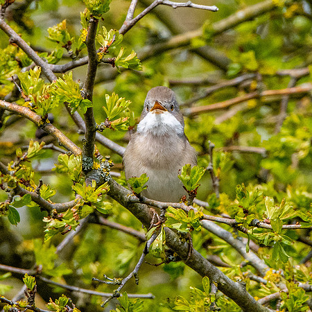 Whitethroat