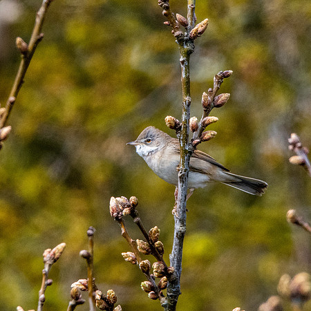 Whitethroat