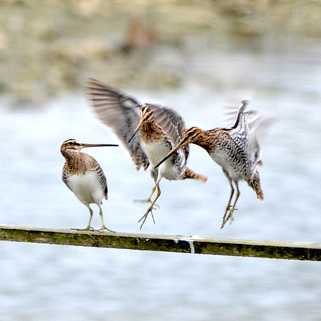 Common Snipe