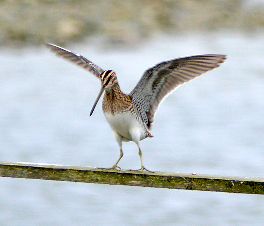 Common Snipe