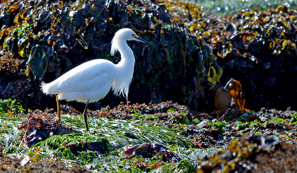 Snowy egret