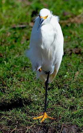 Snowy egret