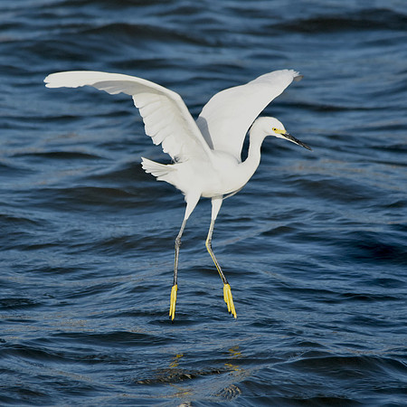 Snowy egret