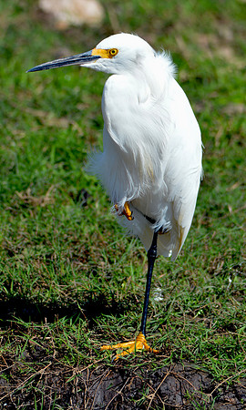 Snowy egret