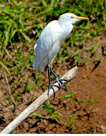 Snowy egret