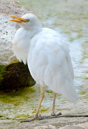 Snowy egret, juvenile