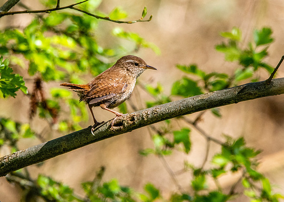 Eurasian wren