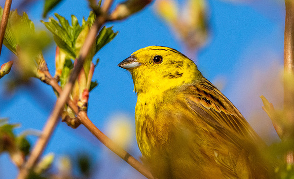 Yellowhammer