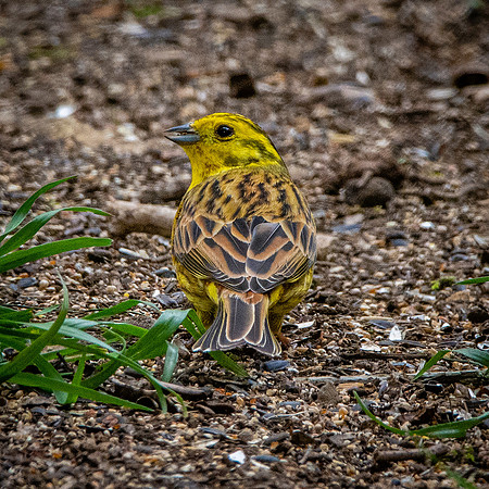 Yellowhammer