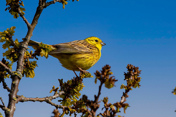 Yellowhammer