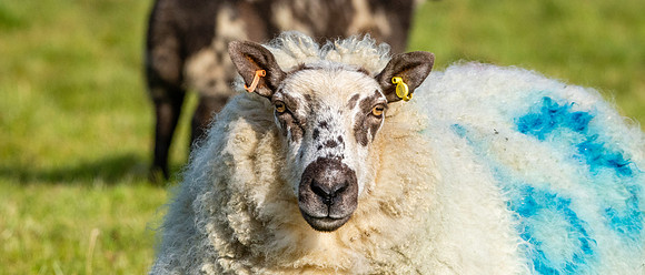 Kerry Hill Sheep